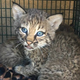 How to Tell If the Oddly Bitey 'Kittens' You Rescued Are Actually Bobcats